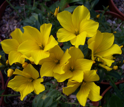 Linum 'Gemmell's Hybrid'